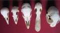 Учебно помагало по зоология, колекция от черепи, сбирка гръбначни животни , снимка 8