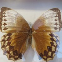 Стар красив екземпляр на китайска пеперуда Stichophthalma howqua, снимка 4 - Декорация за дома - 22626176