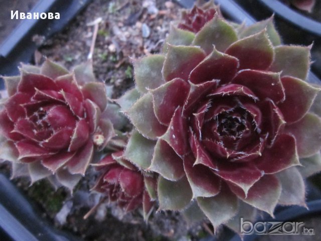 Семпервивум 2 -, снимка 2 - Градински цветя и растения - 13932686