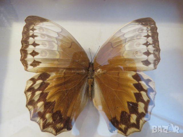 Стар красив екземпляр на китайска пеперуда Stichophthalma howqua, снимка 4 - Декорация за дома - 22626176