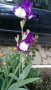 продавам луковици на цветя Ирис - редки сортове, снимка 11