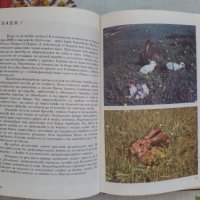 Албум за Растения и Животни - София 1976, снимка 9 - Художествена литература - 17111137