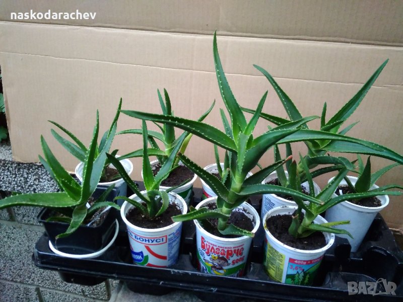 Алое - 5 лв., снимка 1