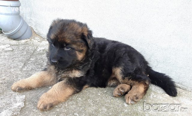 Развъдник за чистокръвни немски овчарки, снимка 6 - Немска овчарка - 15004158