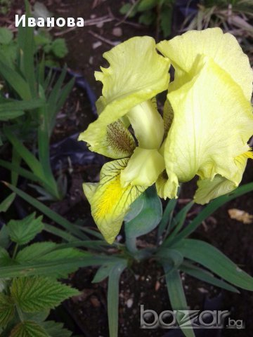 Ирис - нисък, снимка 2 - Градински цветя и растения - 18018117