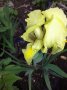 Ирис - нисък, снимка 2