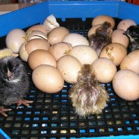 Румънски инкубатори(с ръчно завъртане на яйцата) , снимка 3 - За птици - 21428161