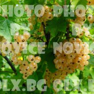 Розови и бели хортензии, дървесна хортензия, хибискус, клематис, ананас, снимка 16 - Стайни растения - 15114351
