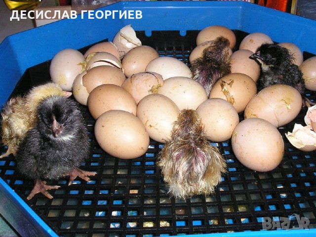 Официален  вносител на Румънски инкубатори Cleo 5, снимка 9 - За птици - 13848767
