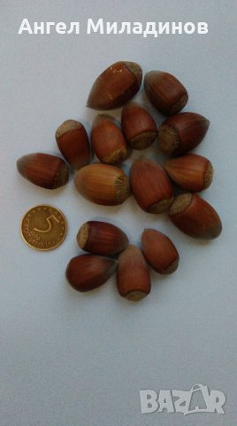 Лешник-римски, бадемовиден, снимка 3 - Сортови семена и луковици - 24586233
