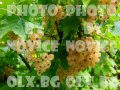 Розови и бели хортензии, дървесна хортензия, хибискус, клематис, ананас, снимка 16