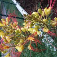 Цезалпиния, снимка 5 - Градински цветя и растения - 26153946