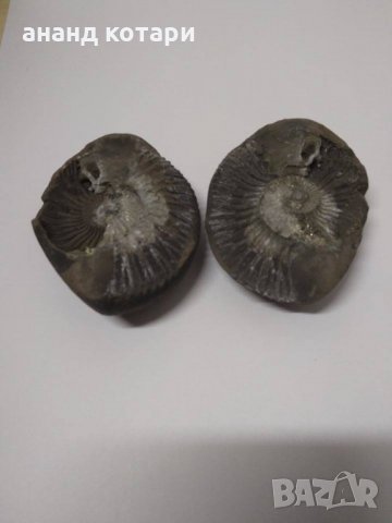 Шалиграм, снимка 4 - Антикварни и старинни предмети - 21516672