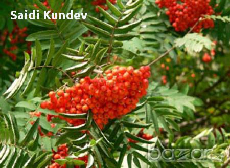 Офика (sorbus aucuparia), снимка 3 - Градински цветя и растения - 11552661