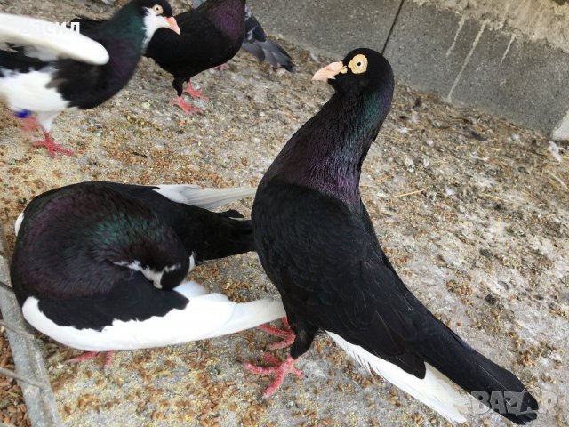 донеци.акмани, снимка 9 - Гълъби - 21606640