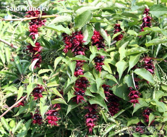 Хималайски храст(Himalayan honeysuckle) , снимка 1 - Градински цветя и растения - 14320983