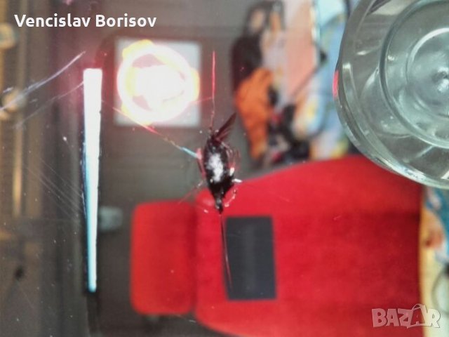 Възстановяване на автостъкла, снимка 6 - Сервизни услуги - 21511304