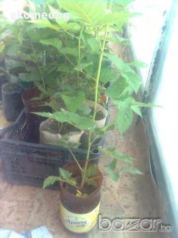 Тайбери и Логанбери, снимка 2 - Разсади - 21316903