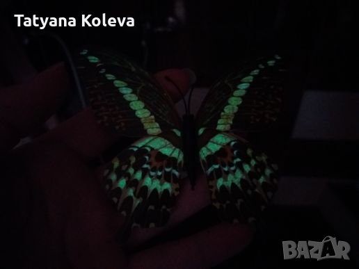 3D пеперуди за декорация с двойни крила СВЕТЕЩИ, снимка 3 - Декорация за дома - 25424987