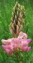 Семена от Еспарзета – медоносно растение за пчелите разсад семена пчеларски растения силно медоносно, снимка 1