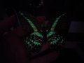 3D пеперуди за декорация с двойни крила СВЕТЕЩИ, снимка 3