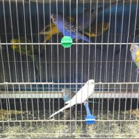 Вълнисти папагалчета, снимка 4 - Папагали - 23442491