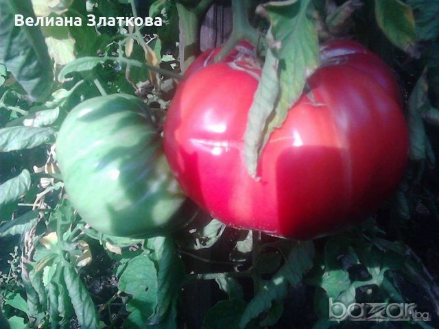 Био тор от червен калифорнийски червей 3л, снимка 5 - Сортови семена и луковици - 20682350