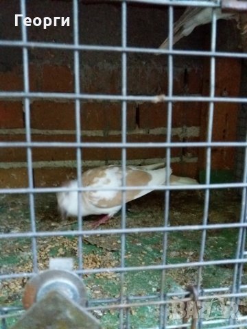 гугутки, снимка 9 - други­ - 25719703
