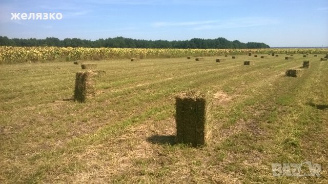 животни, снимка 4 - За селскостопански - 23642096