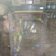 Продавам вълнисти папагали, снимка 2 - Папагали - 16375446