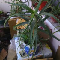 Продавам лечебно Алое арборесценс, снимка 3 - Стайни растения - 20479527