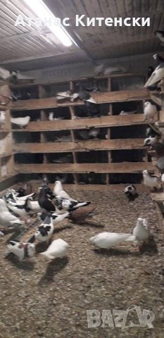 ПРОДАВАМ пазарджишки високо летачи-гълъби!, снимка 4 - Гълъби - 24799309