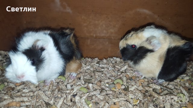 продавам малки морски свинчета, снимка 4 - Морски свинчета - 23359792