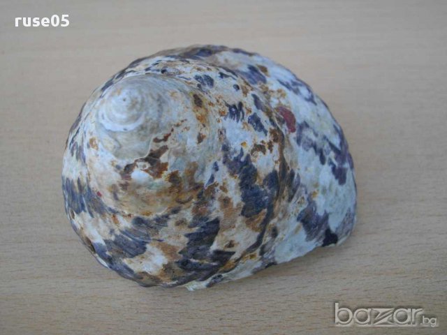 Раковина - 10, снимка 6 - Други ценни предмети - 14605486