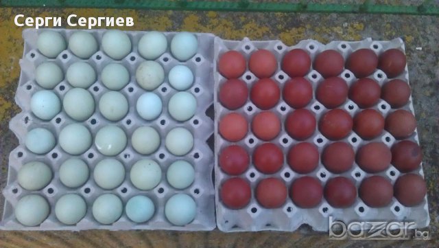 Sergiev Farm продава пилета и яйца от различни видове кокошки, снимка 18 - Кокошки и пуйки - 13584889