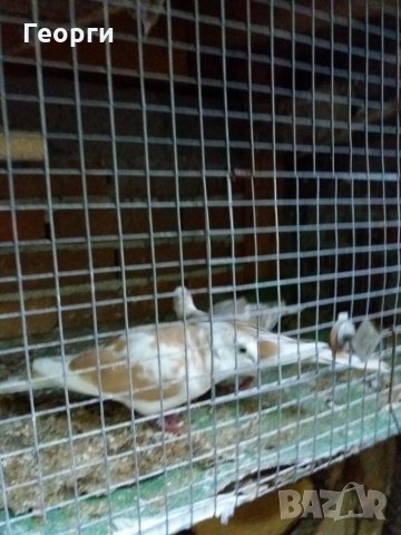 гугутки, снимка 2 - други­ - 25719703