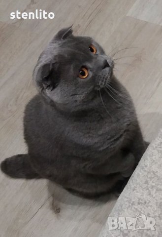 Шотландски клепоух търси приятелка, снимка 3 - Търси партньор - 23270142