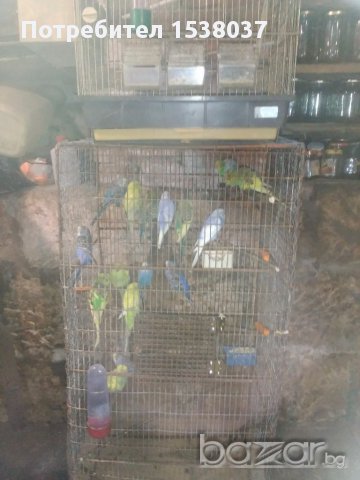 Продавам вълнисти папагали, снимка 2 - Папагали - 16375446