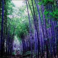100 броя бамбукови семена от Декоративен бамбук Moso Bamboo лилав зелен цветен , снимка 2 - Сортови семена и луковици - 23954889