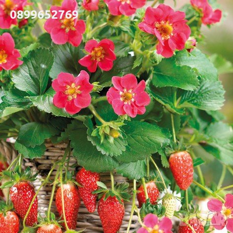 Нов сорт розовоцъвтящи ягоди(pernilla) 