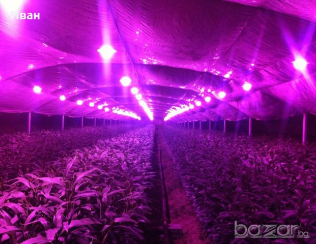 За оранжерии - LED Grow chip 50W 380-840nm, готови решения! , снимка 2 - Прожектори - 20065006