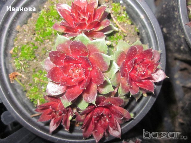 Семпервивум 2 -, снимка 1 - Градински цветя и растения - 13932686