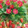 Нов сорт розовоцъвтящи ягоди(pernilla) , снимка 1 - Градински цветя и растения - 24796220