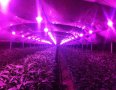 За оранжерии - LED Grow chip 50W 380-840nm, готови решения! , снимка 2