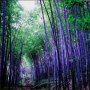 100 броя бамбукови семена от Декоративен бамбук Moso Bamboo лилав зелен цветен , снимка 2