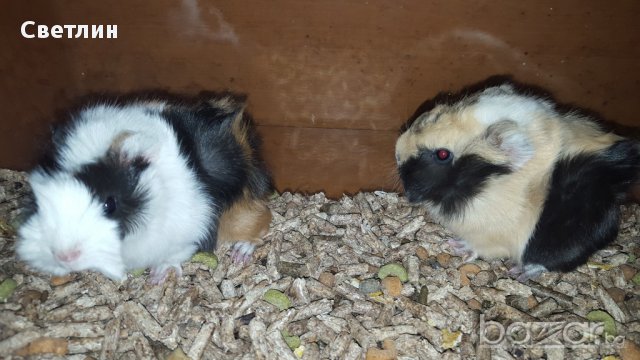 морски свинчета, снимка 2 - Други животни - 12973727