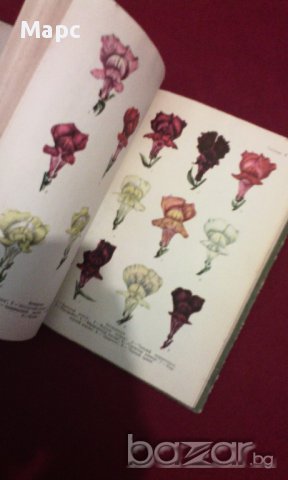 Однолетние цветочные растения, снимка 4 - Художествена литература - 11103613