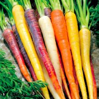 Многоцветни моркови, бонсай, органични, вкусни зеленчуци, растения за дома, градина, редки зеленчуко, снимка 8 - Сортови семена и луковици - 24818953