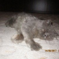 Малки персийски котенца, снимка 12 - Персийска - 19289720