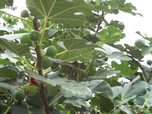 Смокини - зелени и черни(корен), снимка 6 - Градински цветя и растения - 21060505